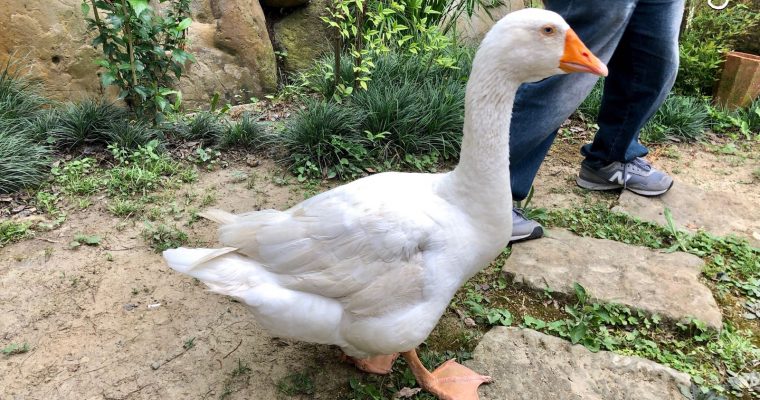 【鬈毛在苗栗。湖畔花時間】鵝大哥帶你吃下午茶